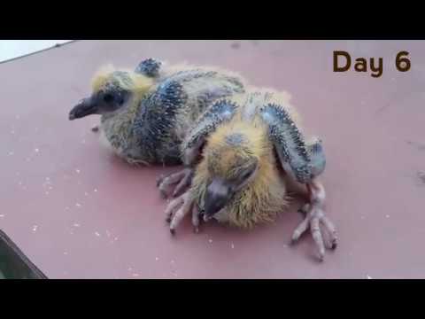 L Evolution De Nos Pigeonneaux Jour 1 A 30 Youtube L Evolution De Nos Pigeonneaux Jour 1 A 30 Youtube
