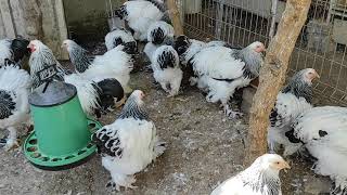 دجاج براهما لايت و ديك - للبيع  -  مربي دجاج البراهما- Light and Blue Colombian Hens and Roosters