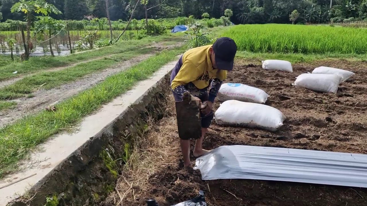 FARMING MADE EASY: WATCH THIS TOOL HELP INSTALL MULCH PERFECTLY! -Agriculture Farming