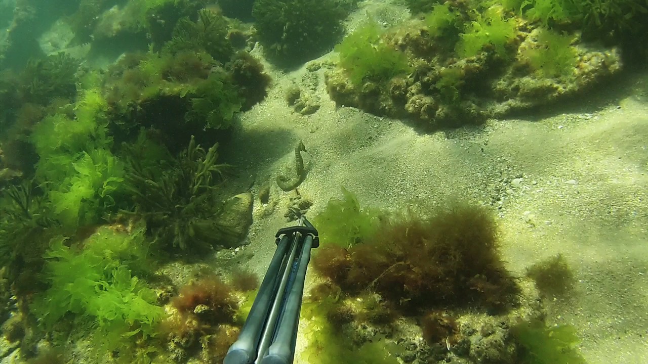 Spearfishing Melbourne 260217 YouTube