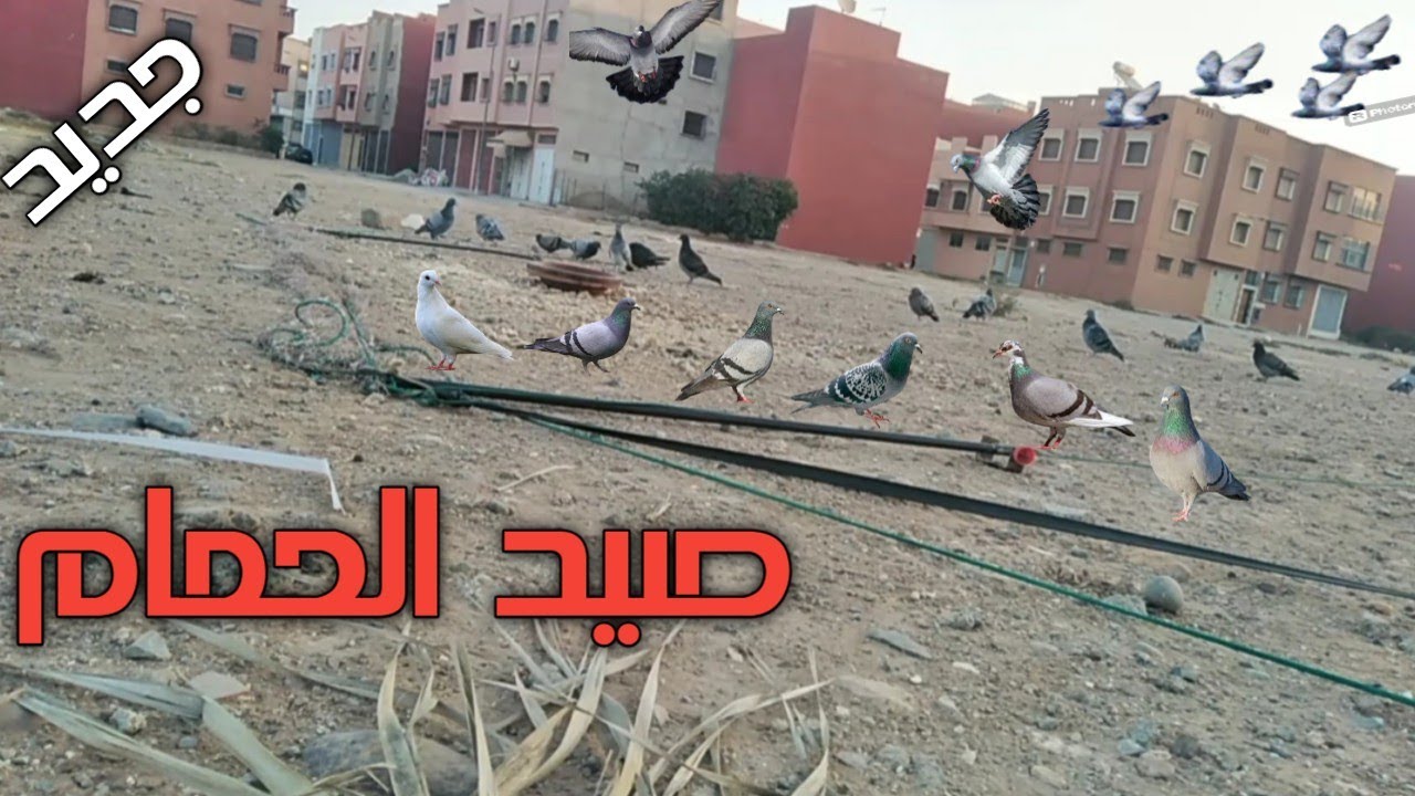 تحدي جديد💥الحمام🕊️يقع في فخ الشبكه الشبح🕸️وسط الحي💪والحصيلة كبيرة