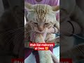 Muka Oren yg menggemaskan 🐱 #catlovers #cat #kucing #kucinglucu #mewers