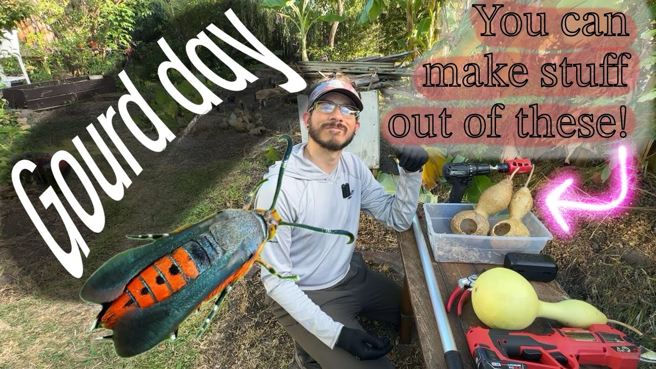 Harvesting my “Tree” gourds 🌱 ￼