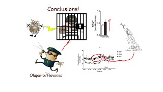 PARP, NAD+ and Metabolic Rate: Obesity Explained, Episode 3