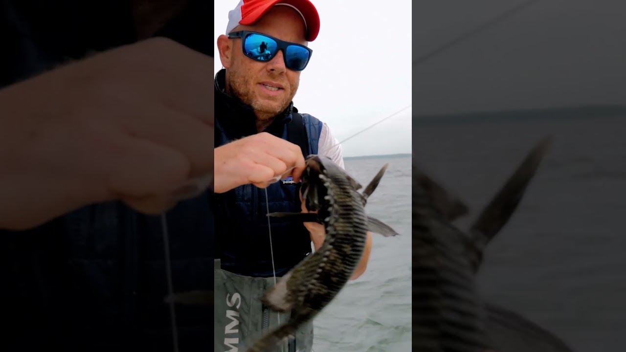 Black Sea Bass - Jig or Teaser?  