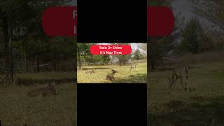 Rain or shine the whitetail deer need a rest and the east field on our small farm is just the place