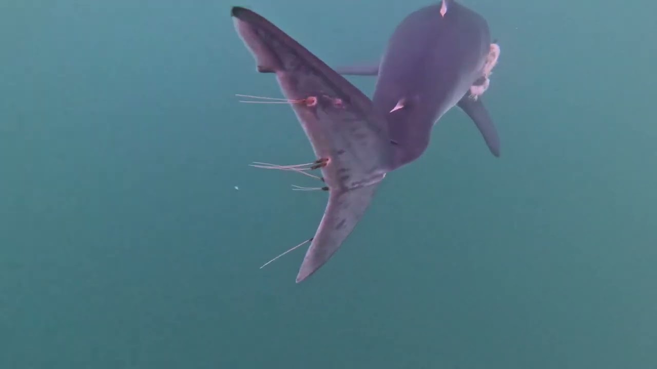 Shark Fishing Stellwagen Bank Cape Cod