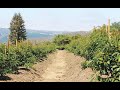 WHY PRUNING AVOCADO IS ESSENTIAL
