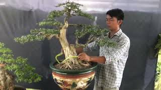 Linh sam kim song hinh giao lưu quý cô chú anh chị LH 0378935444