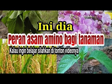 Video: Aplikasi Asam Amino Meningkatkan Kandungan Protein Insektisida Bunga Dalam Kapas Bt