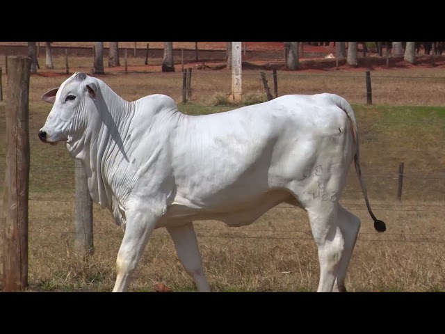 LOTE 28 EBOB 5542 | 42º MEGA LEILÃO ANUAL CARPA FÊMEAS