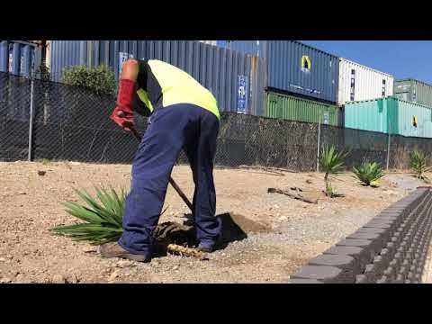 Video: Plantas únicas En Australia