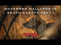 November Mallards in South Dakota Part I | The Grind S10:E5