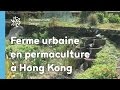 Ferme urbaine en permaculture  hong kong