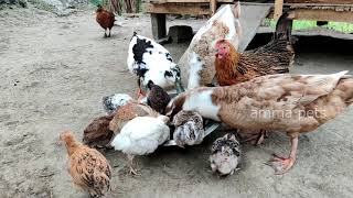 Domestic Hen,duck, cow,cat, animals around my village by amma pets 61 views 3 years ago 4 minutes, 51 seconds