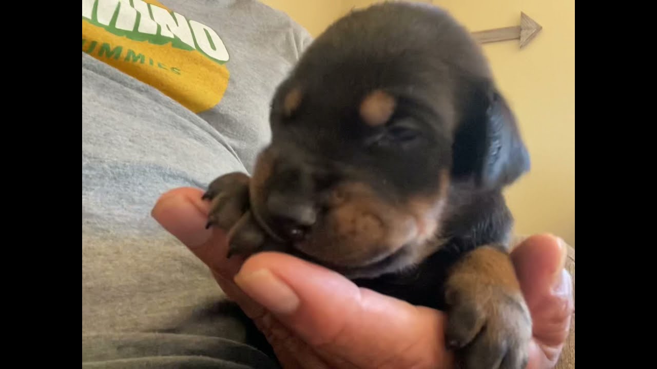 Puppy doberman growing up fast, 6 month compilation