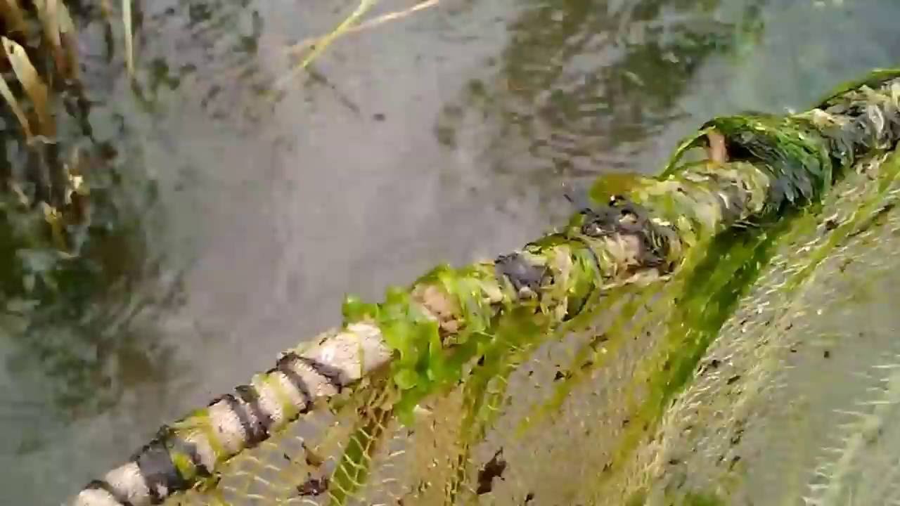 как ловить креветок / how to catch shrimp