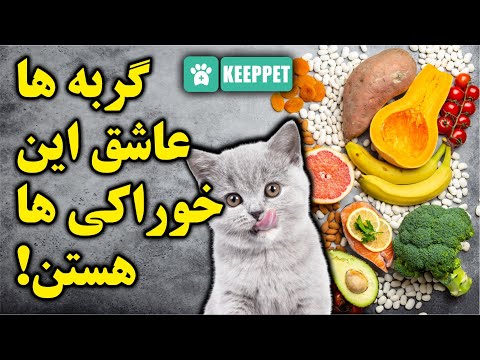 10 غذایی که گربه رو عاشق شما میکنه