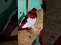#viralvideo#1millionviews#1millionsubscribers#shortvideoviral#pigeonlover#kubutar#kupwara