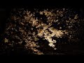 愛される桜_ 闇音レンリ（コラボオリジナル）