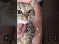 【#shorts】名前呼んだら返事する猫【喋る猫】
