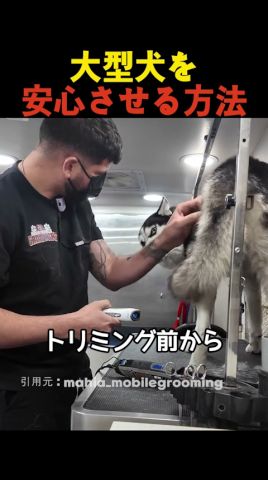 大型犬を安心させる方法