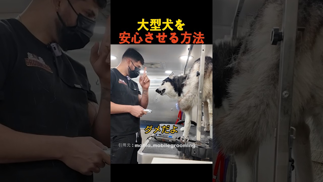 大型犬を安心させる方法