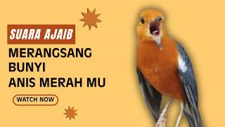 LANGSUNG NYAUT 10000 % ‼️ ANIS MERAH MACET BUNYI JIKA DENGAR SUARA INI PASTI NYAUT LANJUT GACOR | 97