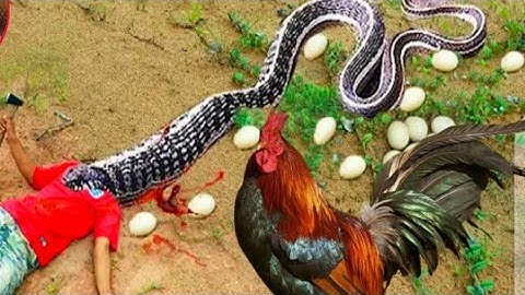 Primitive Technology - Build Underground Basket Snake Trap VS Baby Duck