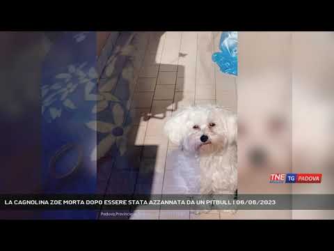 LA CAGNOLINA ZOE MORTA DOPO ESSERE STATA AZZANNATA DA UN PITBULL | 06/06/2023