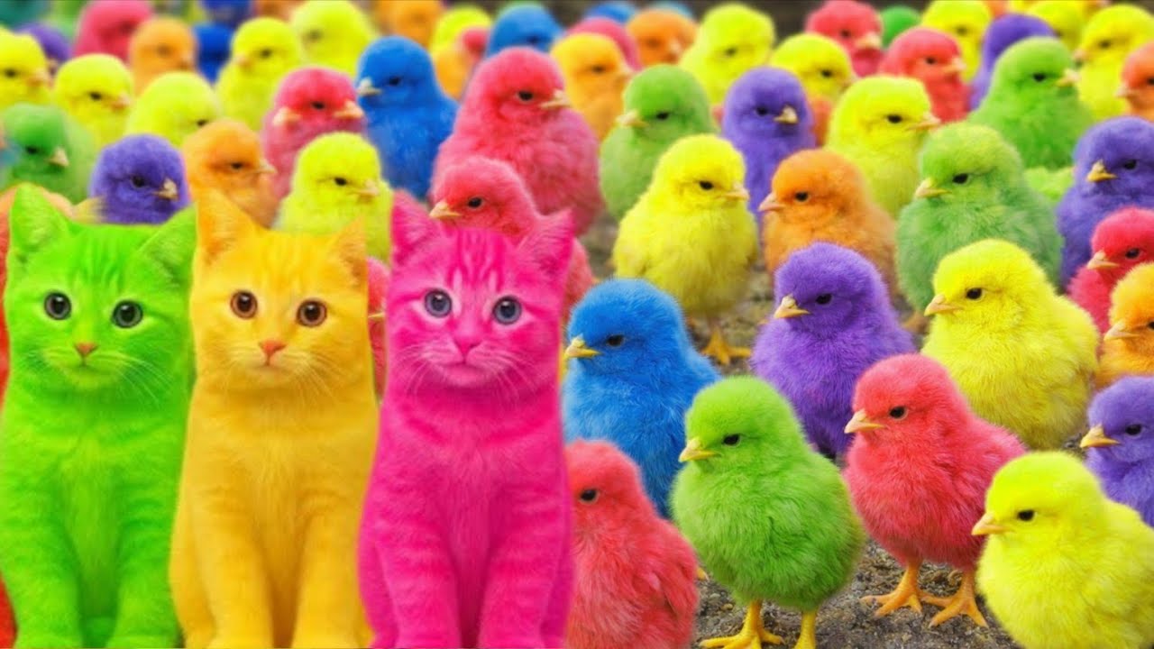 Catch Cute Chickens, colorful chickens, rainbow chickens, cute rabbits, cute ducks, koi fish, Cut...