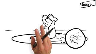 Elanco Flea Lifecycle Video