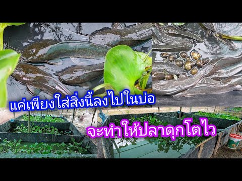 วีดีโอ: Dottyback