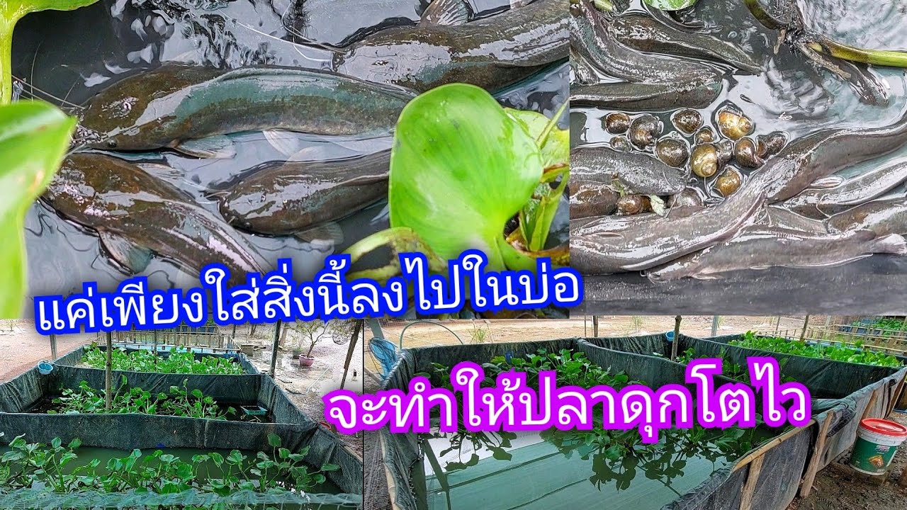 เทคนิคการเลี้ยงปลาดุกให้โตไว เนื้อน่ารับประทาน เพียงทำตามขั้นนี้ได้ผลจริง