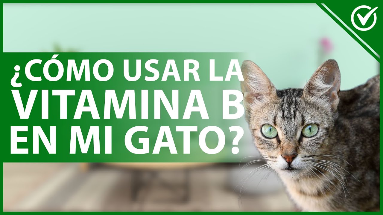 😽 ¿Cómo usar la VITAMINA B en mi GATO? Dosis, función y efectos