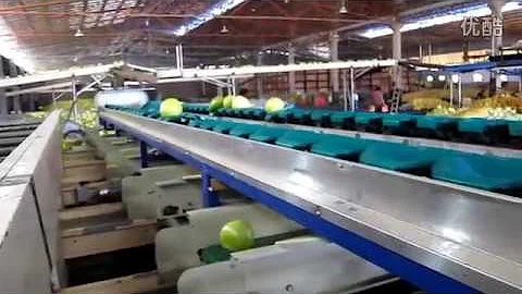 Grapefruit grading machine,Grapefruit sorting machine,Grapefruit grading line