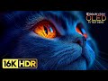Stunning 16K Ultra HD Video with Dolby Vision