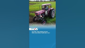 Tạo hình “Giáo hoàng Leo XIV” trên cánh đồng ở miền bắc Italy