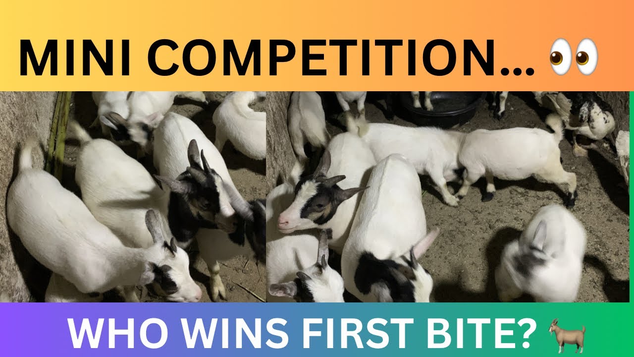 E Feeding Spot Becomes a Mini Competition Zone 👀🐐🦆 (Live) cont