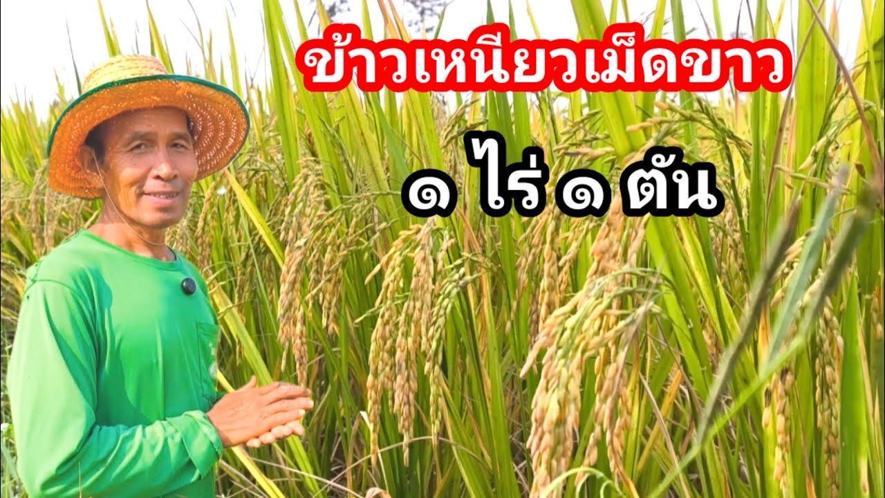 ข้าวเหนียวพันธุ์ดีเกินไร่เกินนา 1 ไร่ 1 ตัน สายพันธุ์กข 10 นาปรัง รวงดก  บำรุงดินด้วยสูตรนี้เกินคาด