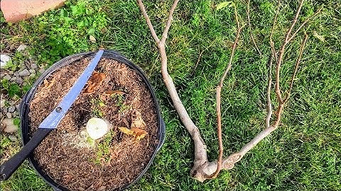 Complete Guide to Pruning Fig Trees in Containers | For Production, Earlier & High Quality Fruits