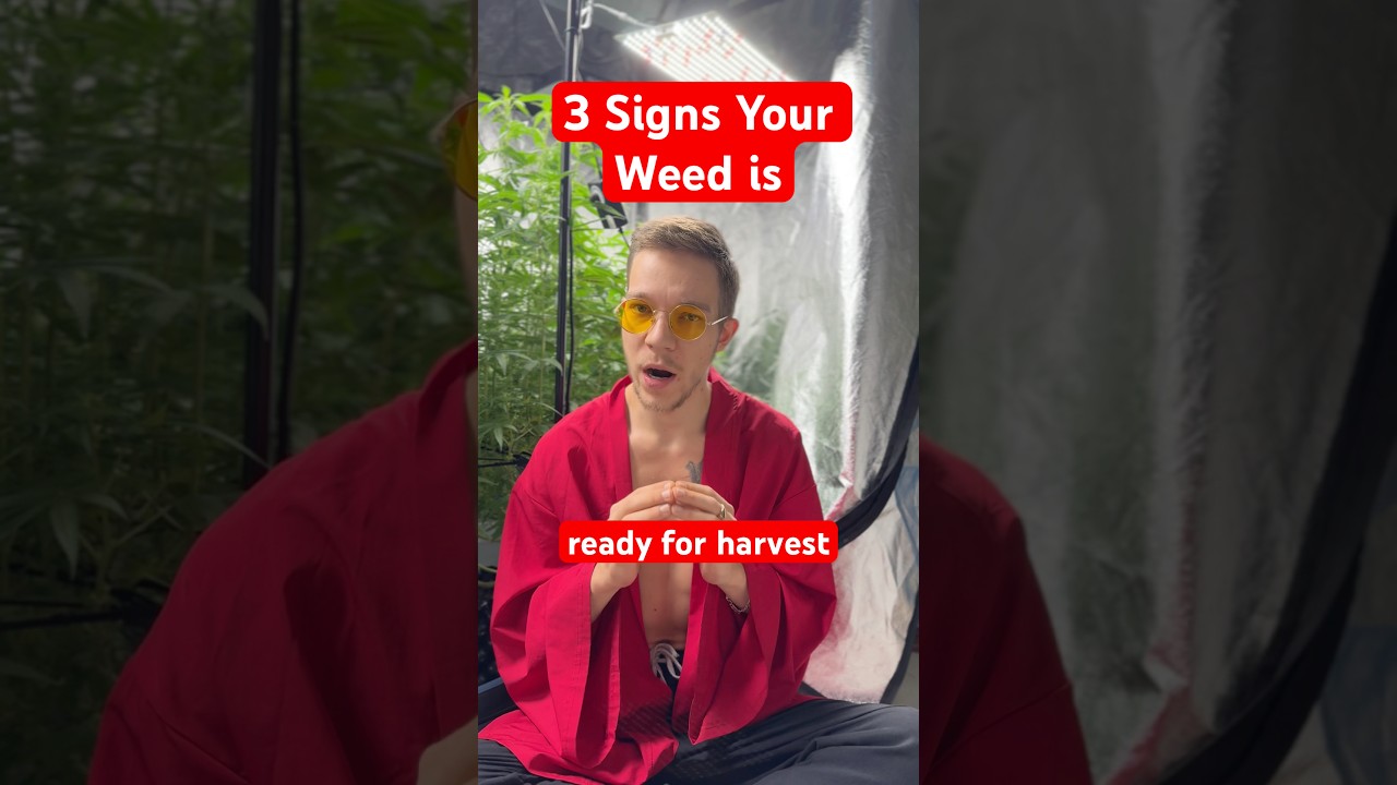 3 Signs Your Weed Is Ready for Harvest | How to grow weed