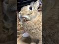 うれしい、おやつ❣🐰🐇😋😁