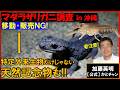 移動・販売NG！特定外来生物だけじゃない天然記念物も！！マダラザリガニ調査in沖縄2025 Marbled crayfish, P. virginalis ≫ 加藤英明【公式】かとチャン
