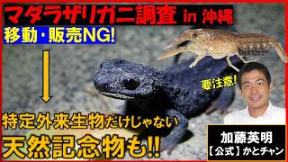 移動・販売NG!特定外来生物だけじゃない天然記念物も!!マダラザリガニ調査in沖縄2025 Marbled crayfish, P. virginalis ≫ 加藤英明【公式】かとチャン