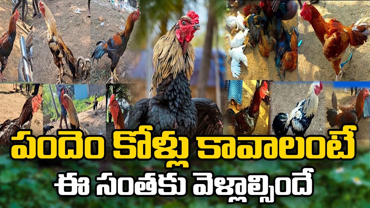 G. మామిడాడ నాటు కోళ్ల సంత || Famous Nattu Kolla Market In G. Mamidada || East Godavari District