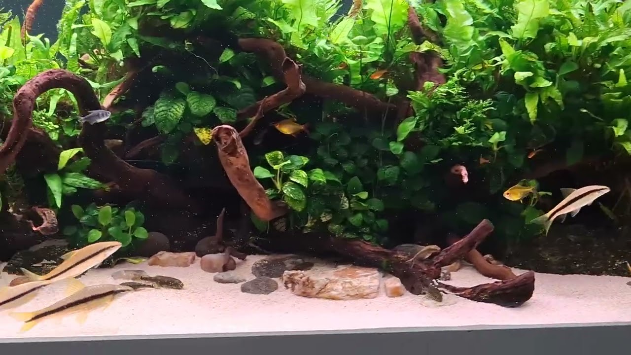 Plantado de 1 ano. 