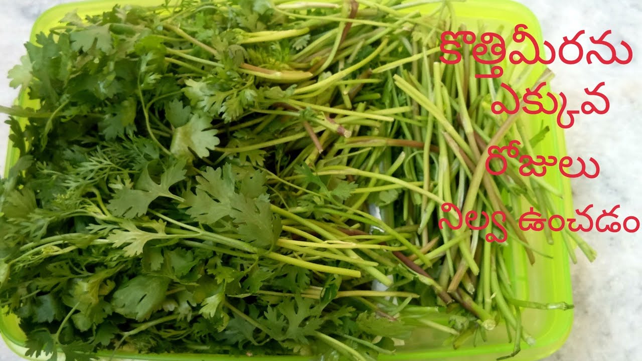 How to Store Coriander Leaves Fresh for Long Time /Coriander Leaves Storing /How to Store