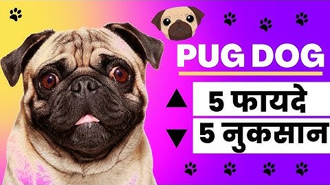 5 Problems Of Pug and 5 Benefits Of Pug in hindi / problems and benefits of pug