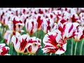 La Fiebre de los Tulipanes explicada en un minuto